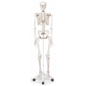 Esqueleto humano 28 3B Scientific